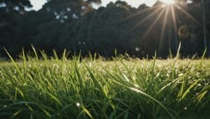 What Grasses And Plants Are Most Commonly Consumed By Wombats