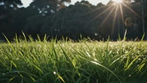 What Grasses And Plants Are Most Commonly Consumed By Wombats
